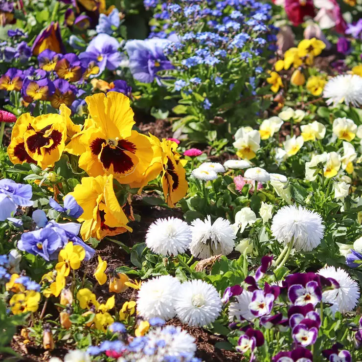 Frühlingsblumen