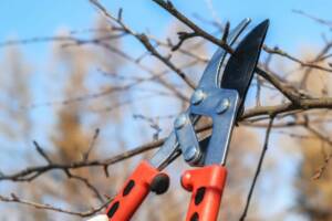 20240323 gehoelzpflege 1 Gartenschere