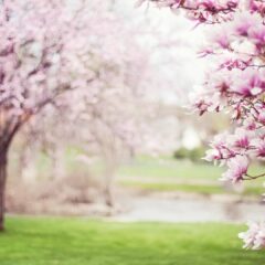 Erste Gartenarbeit im Frühjahr