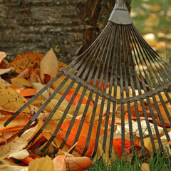 Gartenarbeit im Herbst: Vorbereitungen für den Winter Gartenarbeit im Herbst: Vorbereitungen für den Winter
