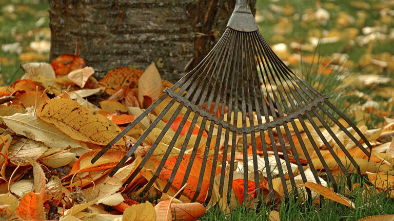 Gartenarbeit im Herbst: Vorbereitungen für den Winter Gartenarbeit im Herbst: Vorbereitungen für den Winter