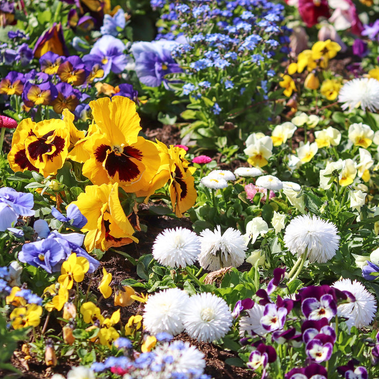 Frühlingsblumen